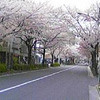 桜吹雪舞う