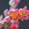 パキフィツムの桃美人の花はパッと花開きます。