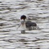 牧野ヶ池の探鳥会