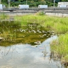 白水養殖池跡（仮称）（沖縄県石垣島）