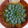 🌵多肉植物   リベンジ・ルンデリー他🌵