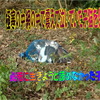 極寒の中網の中で震えて泣いていた子猫を保護