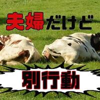 マンガ アニメに疎いドイツ人の旦那に 進撃の巨人 をみせてみた時の反応 ドイツ人ストリートミュージシャンと結婚しました マンガ アニメに疎いドイツ人の旦那に 進撃の巨人 をみせてみた時の反応 ドイツ人ストリートミュージシャンと結婚しました