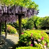 【京都】竹田、『城南宮』に行ってきました。藤