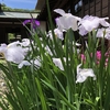 【鎌倉いいね】紫陽花も良いけど、花菖蒲もね（海蔵寺）。