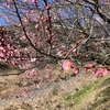 裏高尾梅林はこれから開花