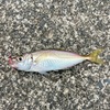 【保存版】生き物図鑑 347. マアジ！！