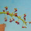 Phalaenopsis difformis