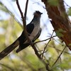 ムナフカンムリカッコウ(Levaillant&amp;#039;s Cuckoo)