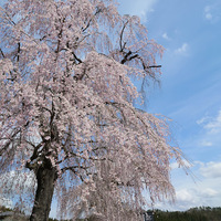 岩手は桜の季節へ～平泉と盛岡