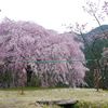 【募集締切】2018年3月21日（水・春分の日）　奥多摩・浅間嶺　春を感じる花見ハイク＆陽だまりヨガ