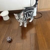 猫が残していった物