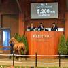 【2017年度サラブレッド1歳市場(Yearling)市場取引成績】-ダイワメジャー編