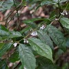 薄暗い林の中で咲くルリミノキ花