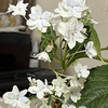今日のブログ花は  ≪ ス ミ ダ の 花 火 ！！！ ≫