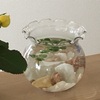 メダカの赤ちゃんの観察にセリア(100均）のプラポットがおすすめ！