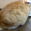 この子だれの子？　猫の子こねこ。