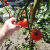 中玉トマト栽培記録　（１６週目）