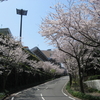 桜満開の通学路