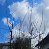モミジ冬の剪定2025年1月