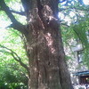 首賭けイチョウ