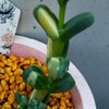 🌵多肉植物   枯れてしまったレーマニー錦🌵