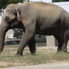 　愛媛県立とべ動物園のぞうさんたち