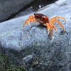 【悪用厳禁】渓流釣りでどうしても魚が釣りたいときに使うとっておきのやり方