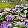 紫陽花の撮影日記