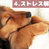 犬も音楽でリラックス｜犬が寝るように設計されているBGM