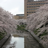 路面電車王国の富山に行ってきました～松川遊覧船からの桜見物は圧巻～富山編④