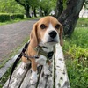 白もいいね