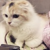 ねこ写真#189