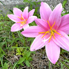 🌱朝の静けさに寄り添う花たち🌼