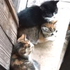 子猫 初お目見え