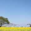 茨城県-ひたち海浜公園へネモフィラを見に行く-前半-2018