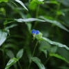 露草に降る雨