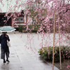 雨の日、桜、咲き始め。