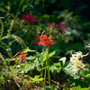 あなたは私の神 ②（詩篇６３篇）