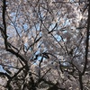 岐阜護国神社の鵜飼桜