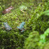 シュレーゲルアオガエル Rhacophorus schlegelii