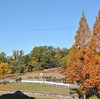 ２０１３年１１月　紅葉見物１　鶏足寺