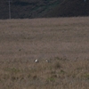 Andean Ibis アンデスカオグロトキ