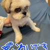 雷が苦手でブルブル