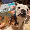 犬用ガムの危険性と需要