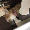 孤独でも長生きしたいなら犬を飼え！という研究