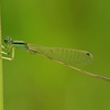 🐜荒川河川敷で昆虫撮影❗