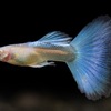 RREAアクアマリンネオンテールグッピー｜トパーズ・グッピー｜Albino Blue Topaz Guppy