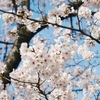 桜の木が何本か消えていた