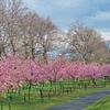 幸手権現堂の河津桜満開です